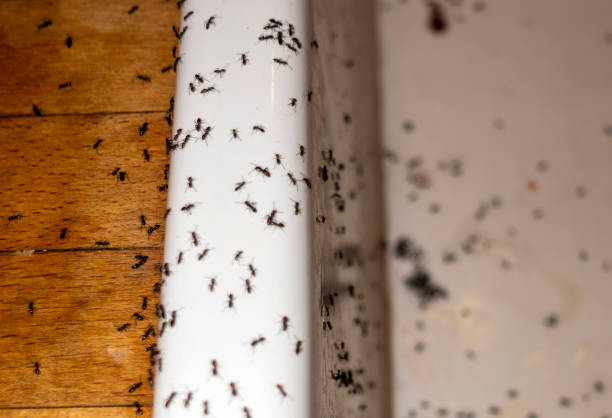 Best Rat Extermination Near Me  in Van Horn, TX